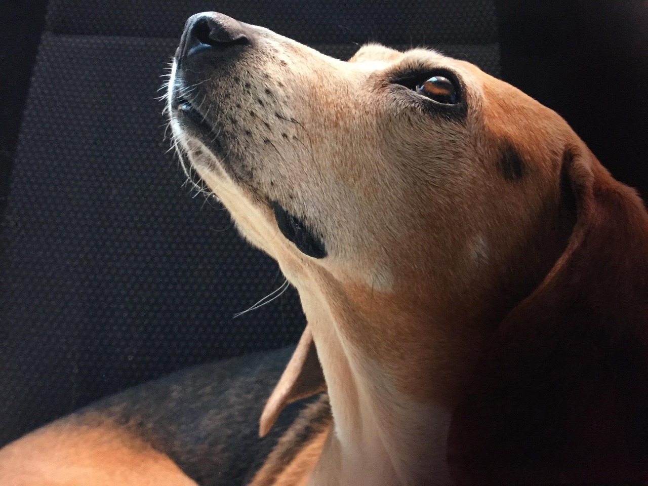 Afbeelding pixabay.mus15house Hond kijkt omhoog