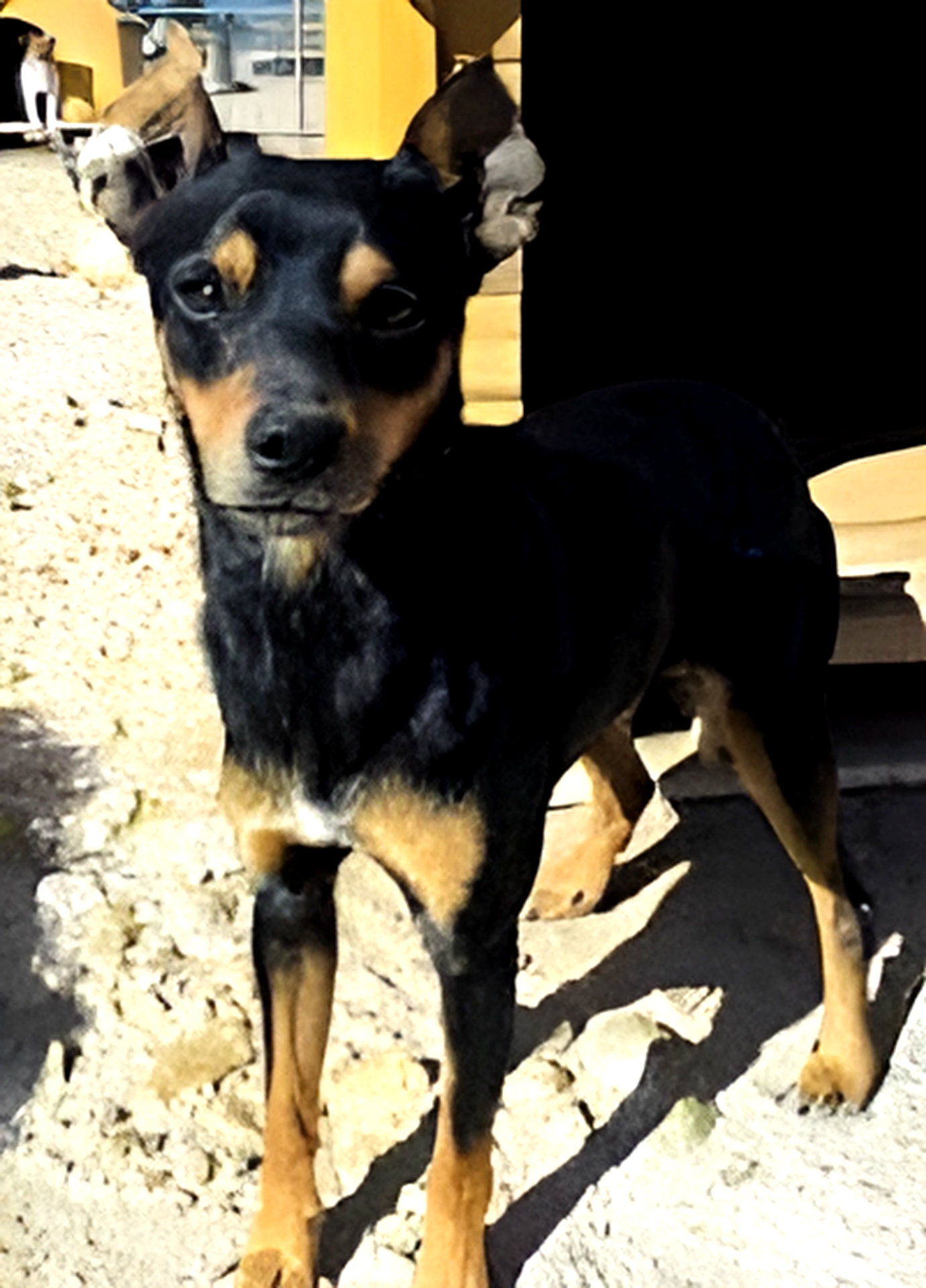 Ivan in Spaans asiel, 2013